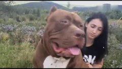 午夜成人与动物视频,成人与动物间的神秘互动揭秘