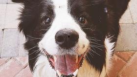 边牧变成人类了吗视频,一场跨越物种的奇幻之旅