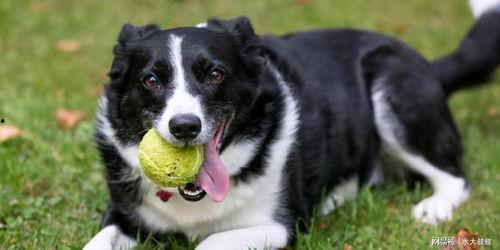边牧变成人类了吗视频,一场跨越物种的奇幻之旅