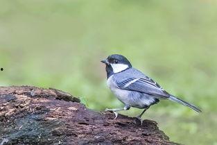 成人大山雀高清视频,高清视频中的自然魅力与生活习性