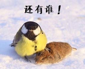 成人大山雀高清视频,高清视频中的自然魅力与生活习性