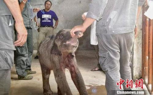 成人抓羊游戏视频