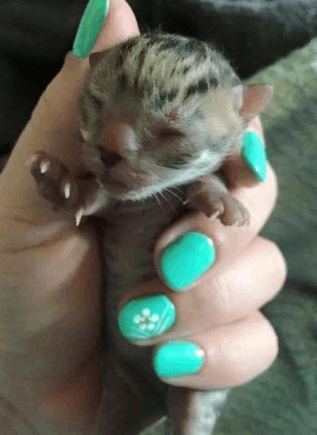 女生玩具成人猫爪图片视频,女生玩家的独特选择