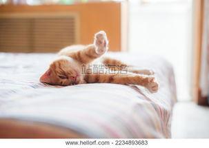 女生玩具成人猫爪图片视频,女生玩家的独特选择