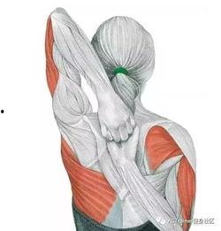 成人颈椎拉伸方法视频,跟随视频轻松缓解颈部紧张与不适