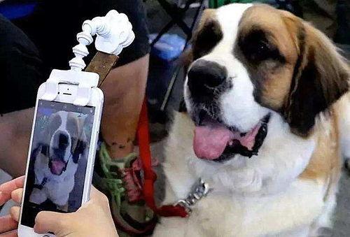 宠物变成人类视频,萌宠变身人类，趣味横生的奇幻之旅